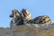 photos_terra